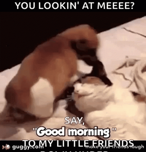 Say Hello To My Little Friend Bagging Puppy GIF