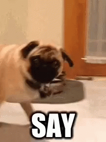 Say It To My Face Angry Pug GIF