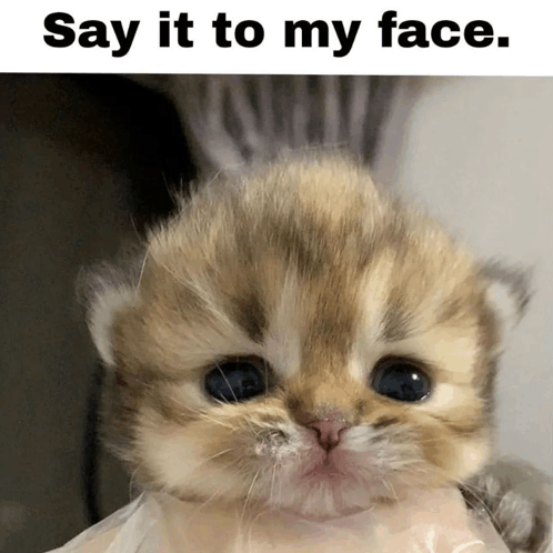 Say It To My Face Cute Cat GIF