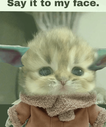 Say It To My Face Cute Kitten GIF
