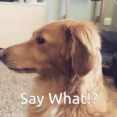 Dog Say What GIF