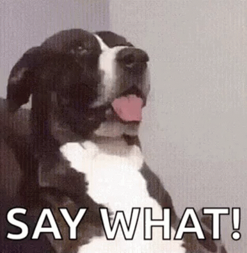 Say What Shocked Dog Face GIF