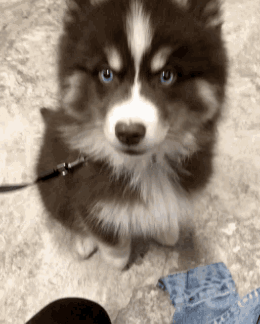 Scamppers Pomsky Gif GIF