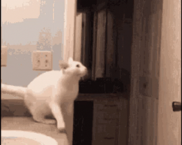 Scared Cat Jumping Fail GIF
