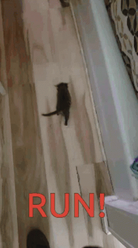 Scared Cat Running GIF