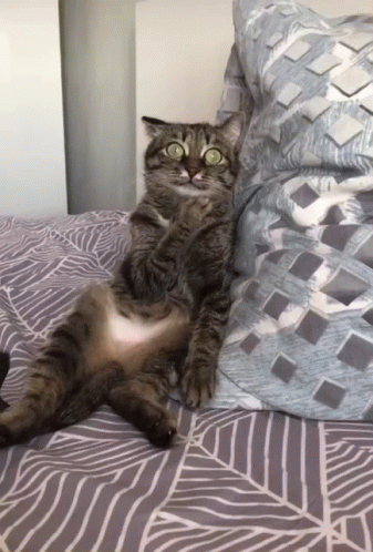 Scared Cat Shocked Confused Face GIF