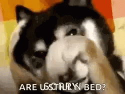 Scared Dog Hiding Face Funny Animal GIF