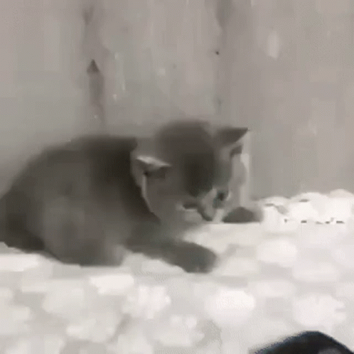 Scared Kitten Kitten Phone GIF