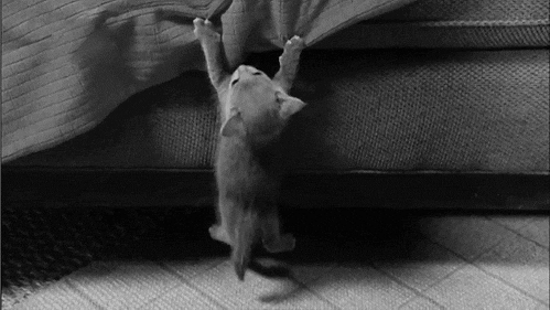 Scared Kitty Hanging On Blanket GIF