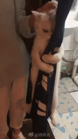 Scared Little Kitty Hanging On A Curtain GIF