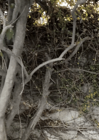 Scared Meme Boo White Ghost Curtain GIF