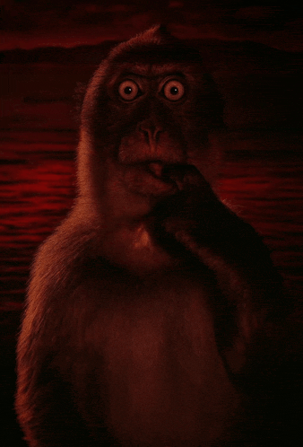 Scared Monkey He Has Decided Meme GIF