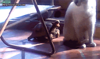 Scared Of Turtle Screaming Cat Meme GIF