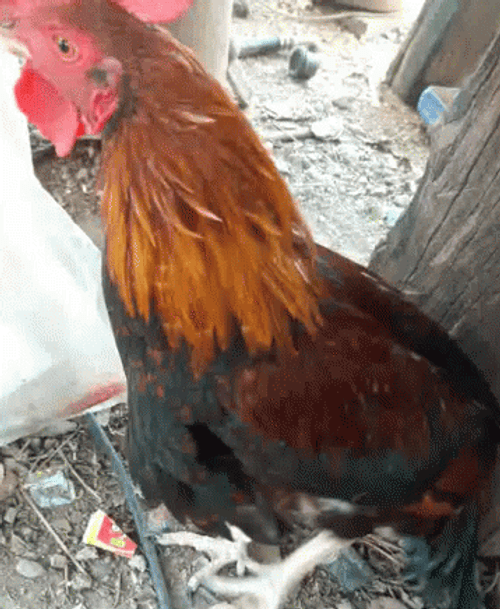 Scared Rooster Looking Around GIF