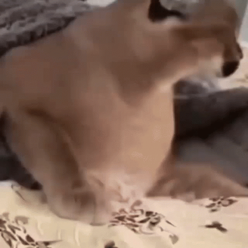 Scaredy Floppa Jumpy Caracal Reacting GIF
