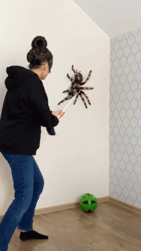 Scary Big Spider On The Wall GIF