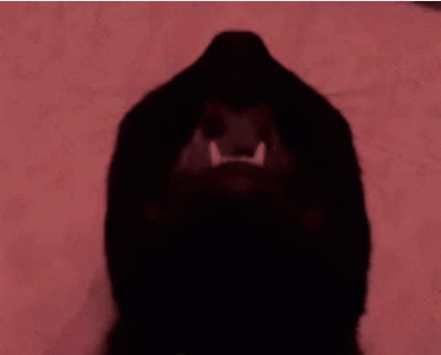 Scary Black Cat Screaming Cat Meme GIF