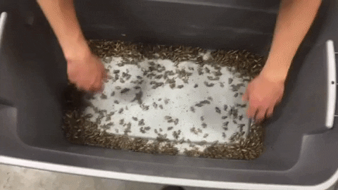 Scary Crawly Crickets In Tub GIF