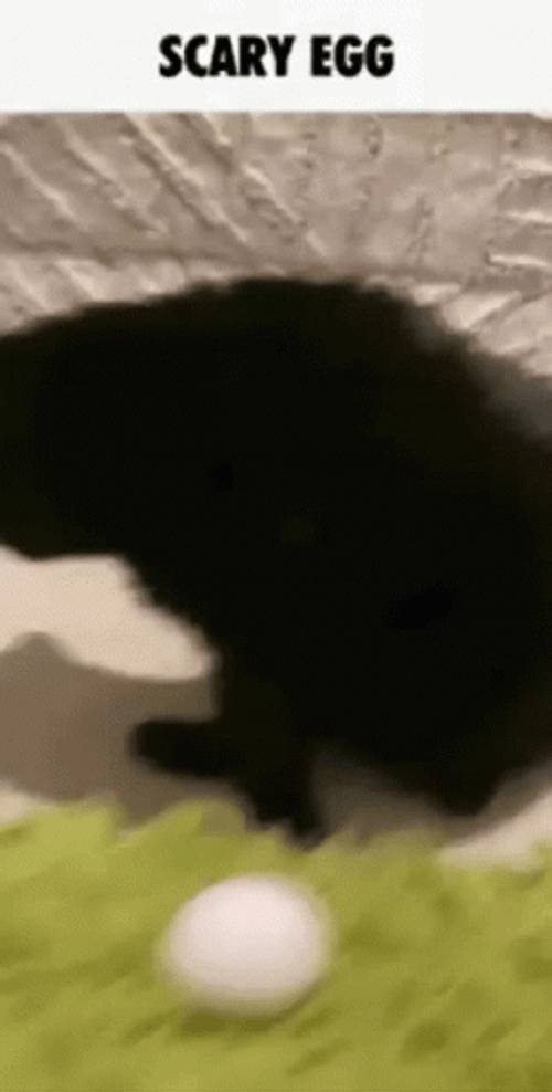Scary Egg Frightened Cat GIF