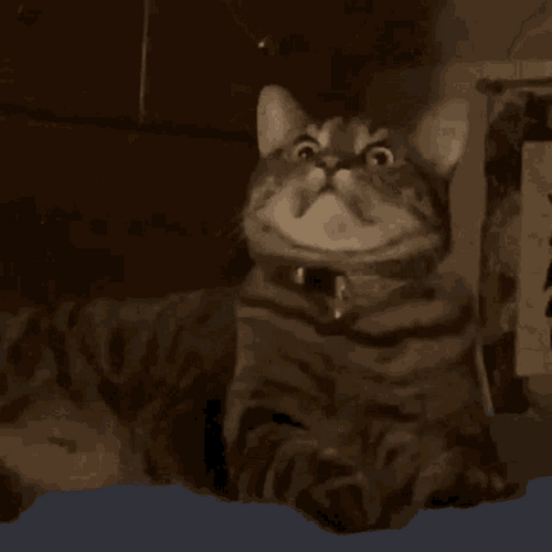 Scary Expression Of A Cat GIF