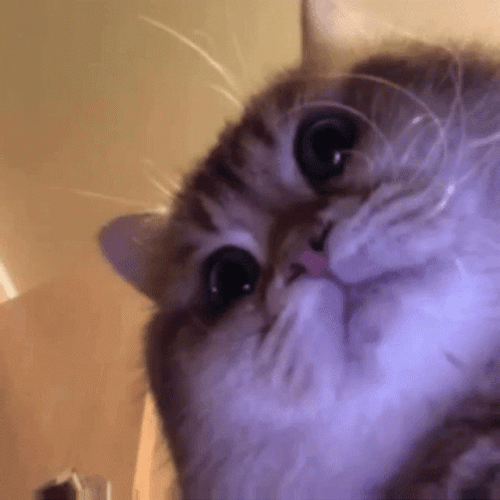 Scary Fat Cat Looking At You GIF