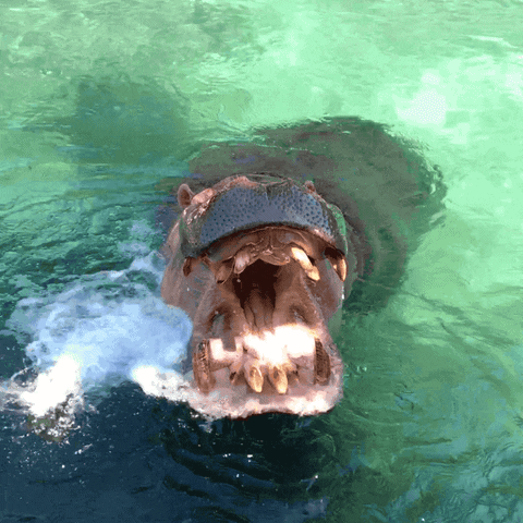 Scary Gaping Mouth Hungry Hippo GIF