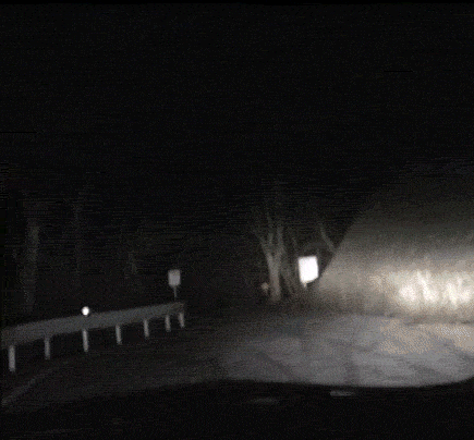 Scary Halloween Spooky Forest GIF