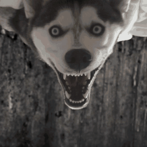 Scary Husky Dog With Spider GIF