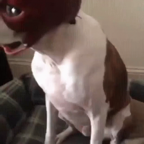 Scary Masked Dog Meme GIF