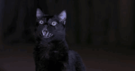 Scary Movie 2 Black Cat GIF