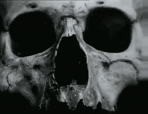 Scary Skull Creepy Close Up GIF