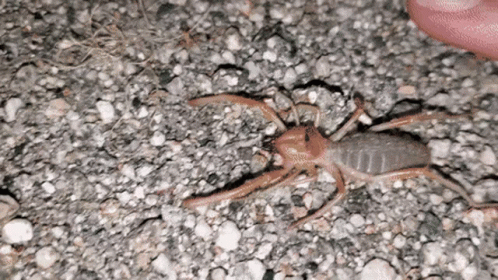 Scary Spider Attacks GIF