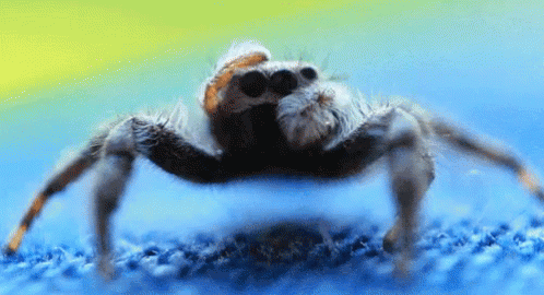 Scary Spider Cleaning Itself GIF