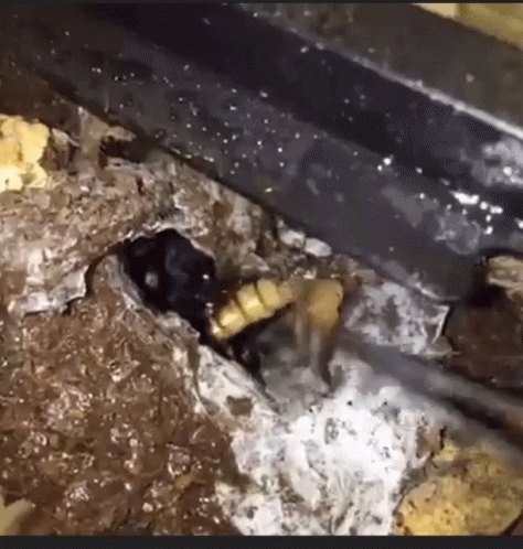 Scary Spider Eating Worms GIF