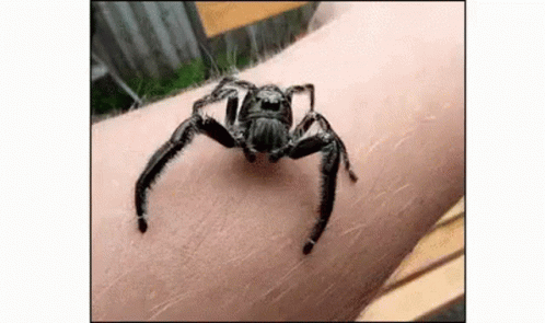 Scary Spider On Arms Jumpscare GIF