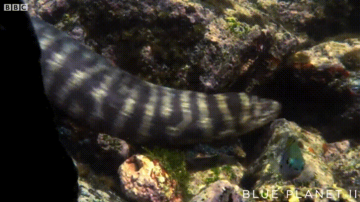 Scary Zebra Moray Fish GIF