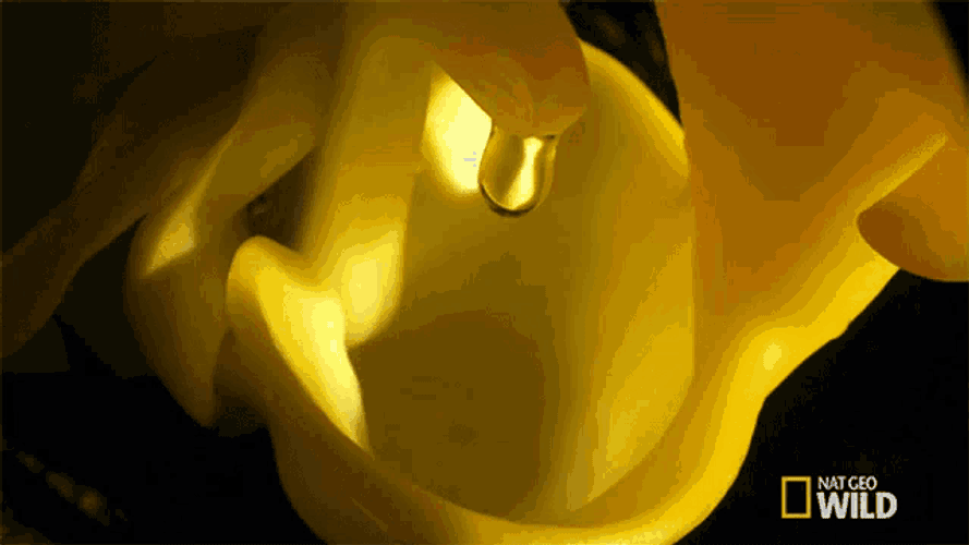 Scent An Orchids Trap GIF