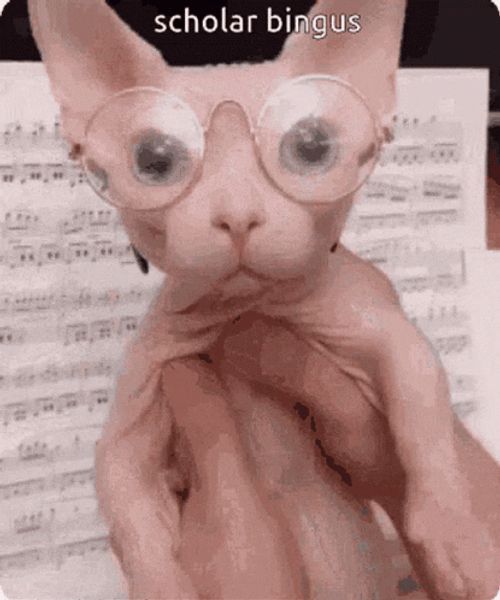 Scholar Bingus Sphynx Cat  GIF