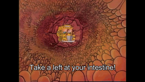 School Bus Inside Large Intestine Take Left at Intestine