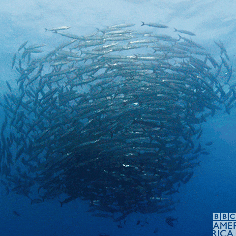 School Of Big Fish Swirl GIF