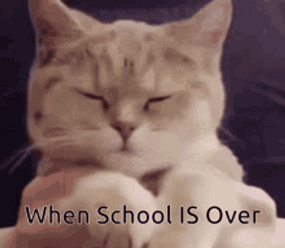 Schools Out For Summer Cute Cat Dancing GIF
