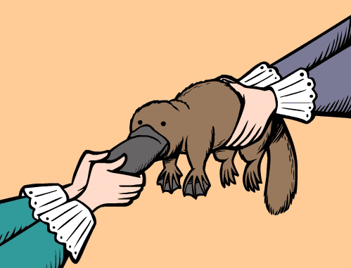 Scientists Removing Platypus Bill GIF