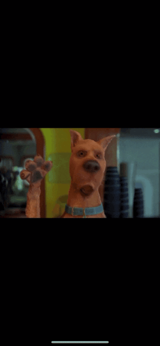 Scooby Doo