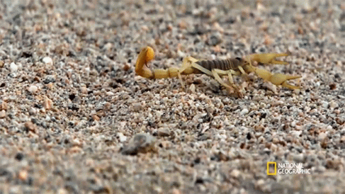 Scorpion Crawling National Geographic GIF