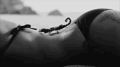 Scorpion Crawling On Body GIF