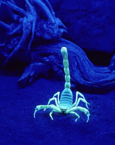 Scorpion Get Over Here Glowing In The Dark GIF