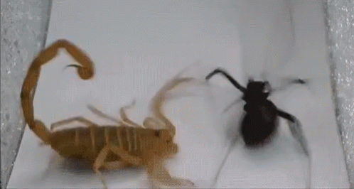 Scorpion Versus Spider Fighting GIF