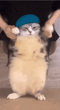 Scottish Cat Dancing Meme GIF