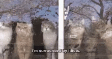 Scottish Cat Im Surrounded By Idiots GIF