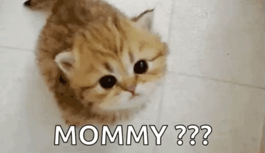 Scottish Cat Looking For Mom GIF